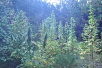 Policjanci zlikwidowali plantację marihuany pod Przysuchą