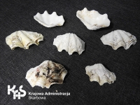 Walizka pełna muszli