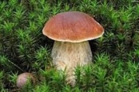 Informacja o wystawie grzyb&oacute;w