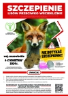 Wiosenna akcja szczepienia lis&oacute;w na terenie wojew&oacute;dztwa mazowieckiego
