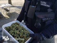 Papierosy i plantacja marihuany &ndash; akcja służb w 4 wojew&oacute;dztwach