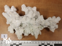 Chronione koralowce w bagażu turystki